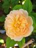 Souvenir d'enfance ® rose photo