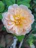 Souvenir d'enfance ® rose photo