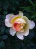 Subli'Sim rose photo