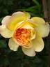 Subli'Sim rose photo
