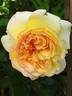 Subli'Sim rose photo