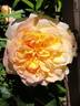 Subli'Sim rose photo