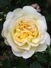 Subli'Sim rose photo