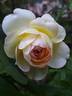 Subli'Sim rose photo