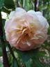 Subli'Sim rose photo