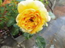 Inka rose photo
