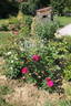 Empreinte rose photo