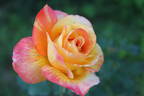 André Willemse rose photo