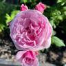 Bishop's Castle rose photo