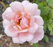 Gruss an Coburg rose photo