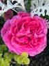 Fiji ™ rose photo