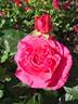 Fiji ™ rose photo