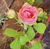 Rossini rose photo