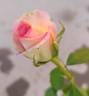 Rossini rose photo