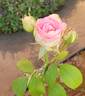 Rossini rose photo