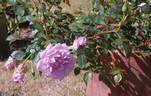 Scentsational ™ rose photo