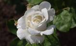 Alba García rose photo