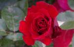 Jacques Prévert ® rose photo