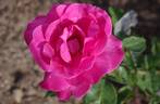 Caprice de Meilland ® rose photo
