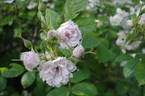 Grootendorst White rose photo