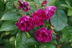 Grootendorst rose photo