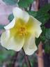 R. hugonis rose photo