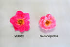 Siena Vigorosa rose photo