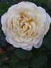 Irina Bondarenko rose photo