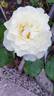 Irina Bondarenko rose photo