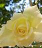 Irina Bondarenko rose photo