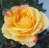 André Willemse rose photo