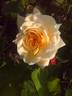 Queen Nefertiti rose photo