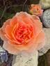 Queen Nefertiti rose photo