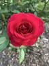 Rosemantic Red rose photo