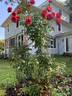 Rosemantic Red rose photo
