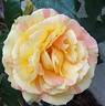 André Willemse rose photo