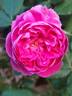 James Veitch rose photo