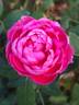 James Veitch rose photo