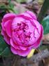 James Veitch rose photo