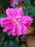 James Veitch rose photo