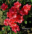 Anna Wheatcroft rose photo