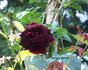 Stefanovitch rose photo