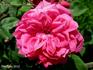Madame Adélaide Ristori rose photo