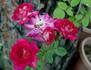 Chelsea Belle rose photo