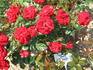 Valiant Heart rose photo