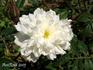 Heterophylla rose photo