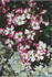 Baby Ballerina rose photo