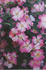 Baby Shower rose photo