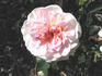 Dame Prudence rose photo