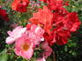 Festival Pink ™ rose photo